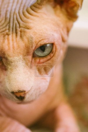 Photo pour Bald Canadian Spynx cat muzzle with beautiful blue eyes looking in a camera. A kitty with clever eyes portrait. Concentrated feline pet, domestic unusual animal at home. Sphinx cat close up indoors. - image libre de droit