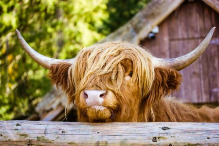 Peludo escocés marrón-rojo yak retrato hocico de cerca. Ganado de las tierras altas. Una vaca de color marrón rojizo con puestos en pluma detrás de una valla de madera. Raza escocesa de vacas. Animales de granja en la granja ecológica o en el zoológico de contacto. 