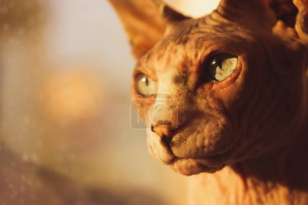 Photo pour Chat Spynx canadien chauve avec de beaux yeux au soleil chaud regardant ailleurs. Un chaton sur un rebord de fenêtre, regarde par la fenêtre au coucher du soleil. Muselière d'animal de compagnie féline, animal inhabituel à l'intérieur. Lieu pour le texte, espace de copie. - image libre de droit