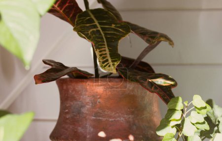 Croton plant is growing in a brown flower pot. Beautiful fresh exotic plants indoors at home. Home garden with plants from Jungles. Potted houseplant. 
