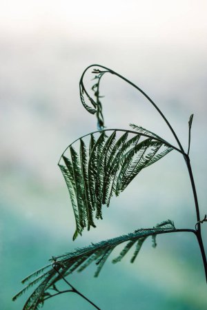 Mimosa vert laisse silhouette contre ciel bleu. Feuille de fougère tropicale fond naturel. Plantes et fleurs poussant, culture. Gomme arabique branches Vachellia nilotica. Plante mystérieuse isolée.