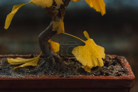 Ginkgo bilboa kleiner Bonsai-Baum mit gelben Blättern auf dunklem Hintergrund. Hausstaude im Topf. Ostasiatische Kunst, Miniaturbäume in Containern anzubauen. Traditionelle chinesische Kunstform des Penjing.