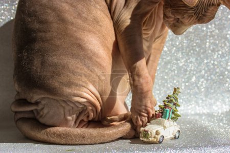Die kahle kanadische Sphinx-Katze spielt mit einem weißen Spielzeugauto mit Weihnachtsbaum auf dem Dach. Neujahr 2024. Katzenliebchen feiern. Festlich funkelnder silberner Hintergrund. Katzentier zu Hause.