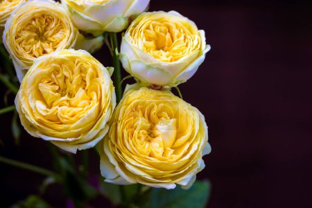 Yellow peony-shaped roses buds. Beautiful Austin roses bouquet. Amazing flowers with delicate petals view from above on dark background. Greeting card for birthday, Mothers Day, anniversary, March 8.