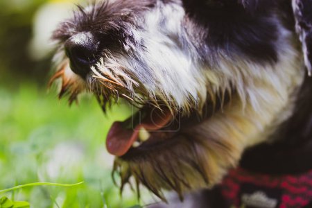 Foto de Puppy Zwergschnauzer with open mouth and pink tongue. A dog's muzzle close up on a green background. A service, hunting guarding dogs breed Canine animal, pet outdoors in green park woods. Happy doggy - Imagen libre de derechos