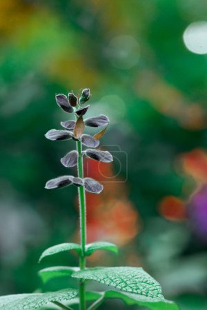 Brazilian anisesage. Salvia guaranitica on green background. Tiny violet flowers in botanical garden. Small flower buds closed. Perennials plants.