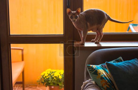 A bald sphinx cat standing on a windowsill at cozy home. Naked sphynx kitty in counterpane on orange background. Cats looking out a window at modern apartment, in a room. Feline animals, pets.