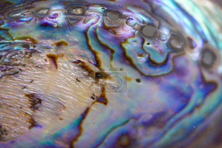 Photo for Haliotis iris, paua blackfoot. Nautical multicolored purple blue iridescent abalone seashell texture. Shiny rainbow color mother of pearls sea shell. - Royalty Free Image