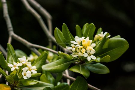 Pittosporum tobira planta con flores de olor dulce. Laurel australiano, pittosporum japonés, naranja simulada, madera de queso japonesa. Pequeñas flores blancas.