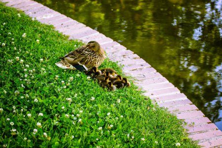 Pato marrón con patitos pequeños en un césped verde junto a un estanque, río, lago. Pájaros en una granja. Familia de aves en una temporada de primavera. Animales lindos en una granja. 