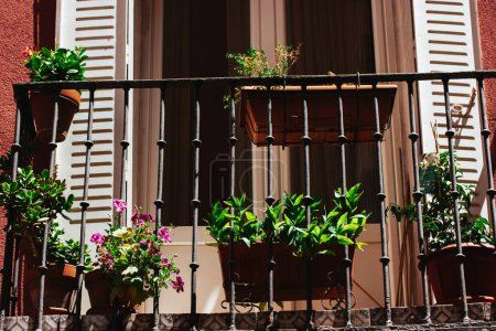 A balcony with a window with wooden shutters with potted green plants. Growing fresh flowers on a terrace in summer day. Plant-pots for home decor. 
