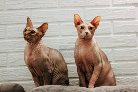 Two beautiful funny bald Canadian Sphynx cats sitting on a sofa in a light interior. Full-length photo of pets, domestic animals at home. Lovely cat.