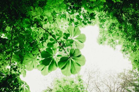 Una rama de castaño con hojas verdes frescas, follaje contra un cielo claro con espacio para el texto. Naturaleza de primavera. 