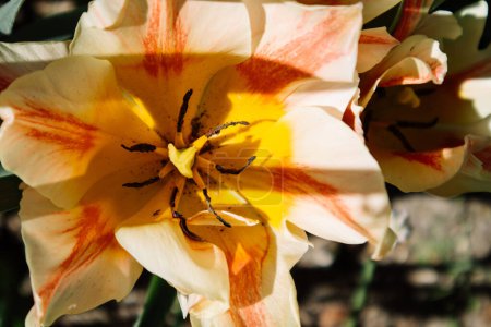 Amarillo naranja cremosos tulipanes holandeses creciendo en el jardín de primavera. Hermoso brote abierto grande con pistilos, estambres. Macro flor bulbo en una vista superior de la luz del sol