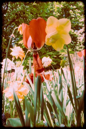 Blumen blühen in einem Blumenbeet in einem Frühlingspark, Garten. Bunte gelbe rote Tulpen und Narzissen blühen in Retro-Farben