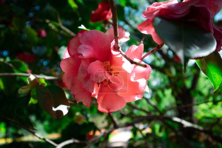 Rosafarbene japanische Kamelien blühen auf einem Baum inmitten grüner Blätter in einem Frühlingsgarten. Blühender Frühling. Makronatur. Floraler Hintergrund