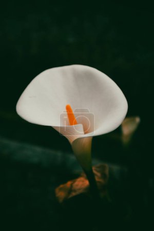 White blooming arum lilies with orange hearts on dark green background top view. Blossoming plants are growing in spring garden. Floral composition. 