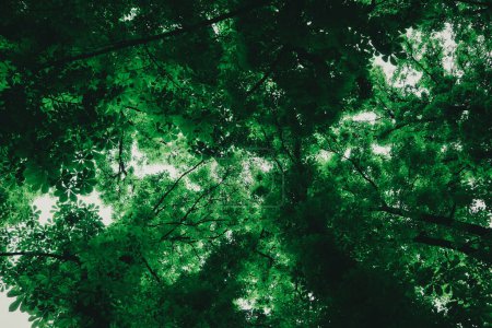 Eine riesige hohe Kastanienkrone von unten gesehen. Zweige mit grünen Blättern. Frühling dunkler Park, Parklandschaft, Wald, Wald. Grüner Planet, ökologisches Konzept.