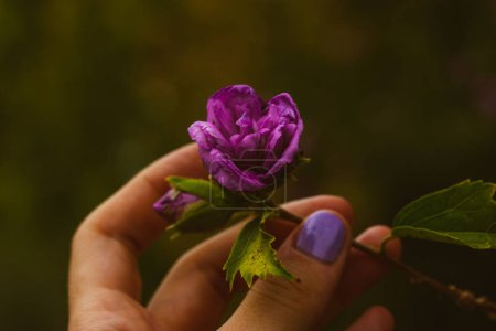 Mauve lila Blume in der Hand einer Frau auf dunklem Hintergrund. Gärtnerin berührt eine Blütenknospe. Romantische weibliche Postkarte. Glückwünsche zum Muttertag