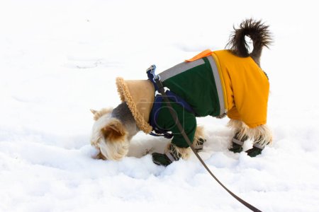 Yorkshire Terrier dog in winter park. Small stylish dressed doggy outside at cold winter snowy day Puppy in warm jumpsuit Domestic little dog in shoes