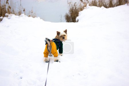 Yorkshire Terrier dog on winter lake. Small stylish dressed doggy outside at cold winter snowy day Puppy in warm jumpsuit Domestic little dog in shoes