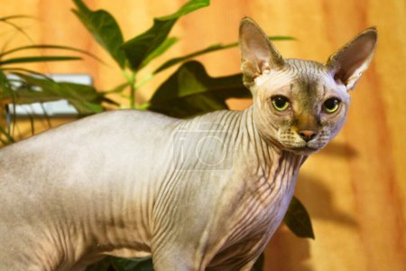 Sad Canadian Sphynx cat with green eues indoors. Domestic animal, pet at home. World Cat Day. A hairless sphinx kitten close up. Feline background. 