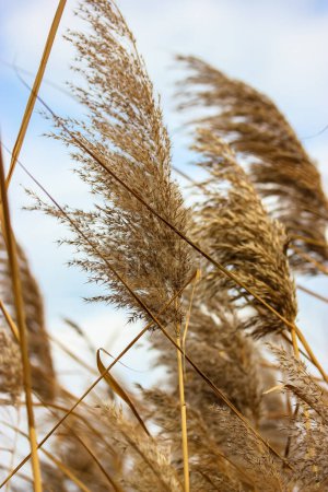 Dry reeds are swaying in a wind. Brown pampas grass against blue sky. Wild growing plants. Macro nature vertical photo. Natural feather like grass.