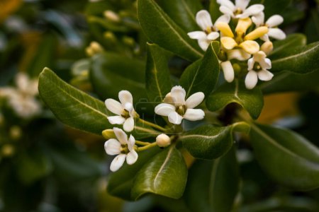 Pittosporum tobira plante à fleurs à odeur douce. Laurier australien, pittosporum japonais, fausse orange, fromage japonais. Petites fleurs blanches.
