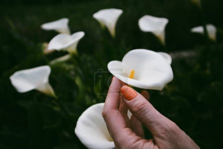 Lirios de arum florecientes blancos en mano femenina con manicura naranja. Un jardinero que cultiva y cuida de las plantas verdes en el jardín de primavera. Belleza floral. 