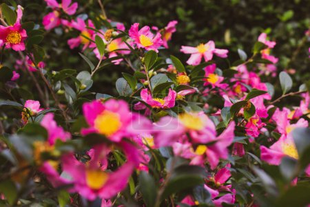 Viele rosa Kamelienblüten blühen in voller Blüte an einem Strauch im Frühlingsgarten. Sommerlicher Obstgarten. Blumenpostkarte. Blüte der Kamelie Japonica.