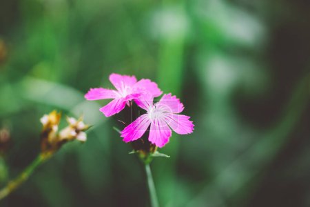Pequeñas flores rosa púrpura sobre fondo verde natural. Flora floreciente en el jardín de primavera. Flores silvestres floreciendo en el prado de verano. Postal floral. 