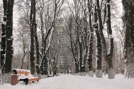 Snowy winter park, wooden bench in cold frosty weather. A path, city street, alley with bare trees. Wintry landscape. A straight walkway in a parkland