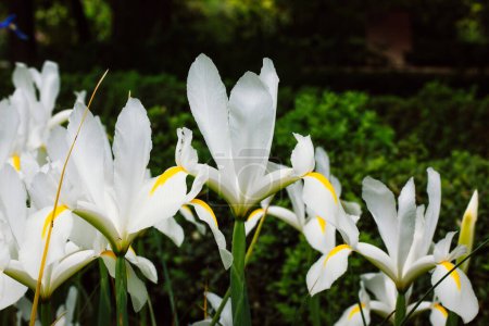 Iris blanco Hollandica Iris con estambres amarillos, pétalos. Hibrido ornamental hermosas plantas bulbosas que florecen en el jardín de primavera, cama de flores de verano.
