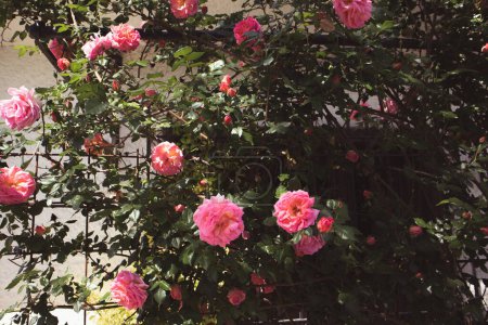 Pink roses in spring garden. Blossoming rosebuds on a flower bush. Growing plants in rosarium. Well-kept garden in summer day. Aromatic petals.