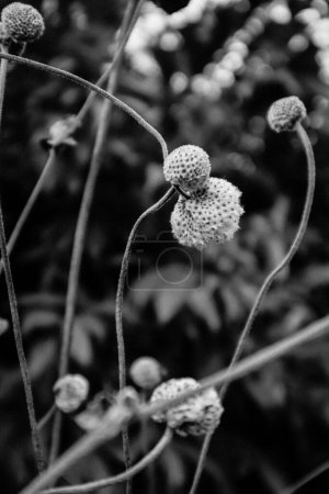 A macro photo of a Japanese anemone seed capsules. Macro flowers and plants black and white photo. Monochrome plant. Tenderness concept. Anemone heads