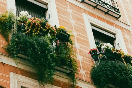 A balcony decorated with potted lush green plants. Growing flowers in home garden. Plant-pots for home exterior decor. Vintage facade in old town.