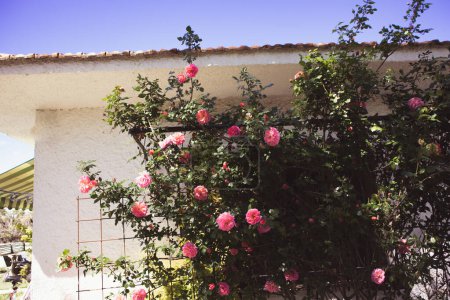 Rosas rosadas, casa blanca. Brotes de rosa florecientes en el arbusto de flores en primavera. Cultivo de plantas en rosario. Jardín bien cuidado en el día de verano. Pétalos aromáticos.