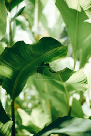 Light green leaves in summer garden Leaf veins texture. Tropical lush bushes, plants, flowers pattern. Abstract natural background with exotic foliage