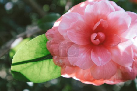 Une seule fleur rose de camélia fleurie sur un brunch d'arbre dans un jardin de printemps. Floraison par une journée ensoleillée de printemps. Macro fond floral naturel. 