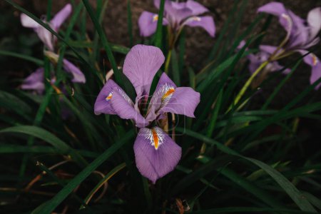 Garden nature blooming. Violet purple irises blossoming in springtime. April, May flowering plants in a forest. Iris pontica Zapal. Iridaceae family. 