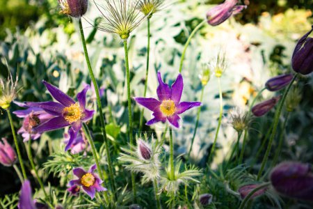 Photo for Pulsatilla vulgaris purple flowers in a spring park. Floral landscape in sunny day. Natural floral backdrop. Flower meadow in summer. Flowering plant. - Royalty Free Image