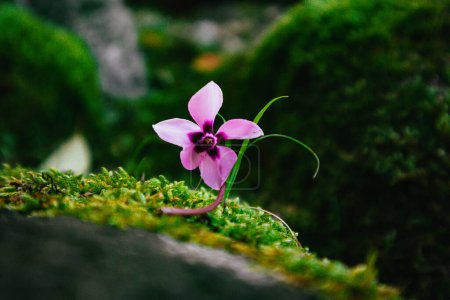 European cyclamen pink flower lies on green moss-covered stones. Natural grass background. Magic rebirth of nature in spring season forest, garden. 