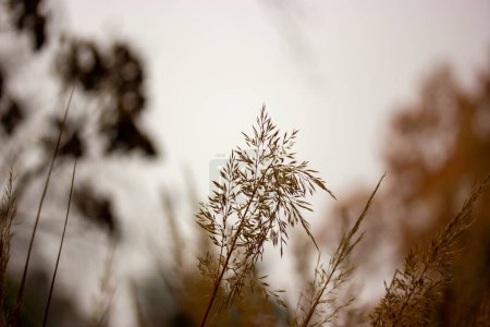 Trockene Grasspitzen an einem regnerischen Tag. Abstrakte ruhige natürliche Hintergrund mit Landschaft im Garten, Park. Filmische Naturfotografie in braun. Gelassenheit, Gelassenheit. Düsterer Herbsttag.