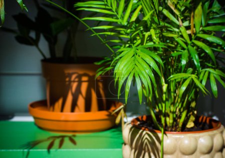 Green fresh houseplants. Palm tree in a decorative stylish pot. Home plants in the interior. Two plants, growing flowers on a shelf with contrast shadows in sunny day. Home garden in living room. 