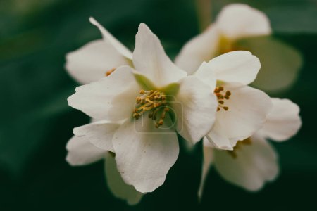 Flores de jazmín blanco sobre un arbusto floreciente en el jardín de primavera. Pequeños brotes de flores fragantes. Papel pintado estético de primavera floral para impresión digital. 
