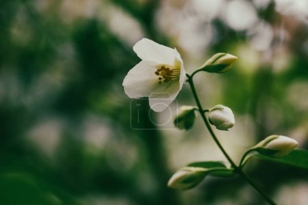 White jasmine flowers on a flowering shrub in spring garden. Small fragrant flower buds. Floral springtime aesthetic wallpaper for digital print. 