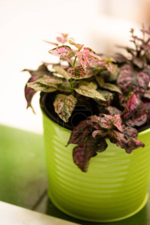 Hypoestes. Plante tropicale aux feuilles tachetées roses vertes pousse dans un pot de fleurs vertes sur un rebord de fenêtre. Cultiver des plantes à la maison jardin Rubber Plant