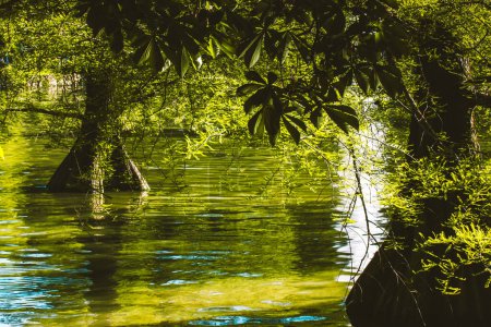 Beautiful sunlight in a forest with green trees growing from the water. Fresh foliage and sunny light. Standing Water and Wet Soil Trees Bald Cypress.