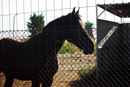 Beautiful black horse silhouette behind a metal fence. Farmland stable. Rural farm animals. Spanish horse. Equine sport. Strong proud animal outdoors.