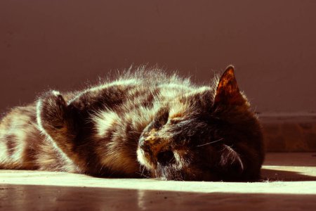 Eine schöne dreifarbige Schildkrötenkatze, die zu Hause auf einem Fußboden schläft. Gelassenheit, Schlaf, Tagträume. Pelziges Haustier entspannt sich im Sonnenlicht.